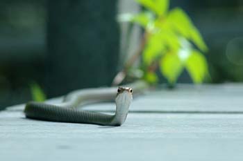 coluber constrictor