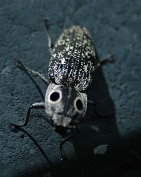 eyedclickbeetle