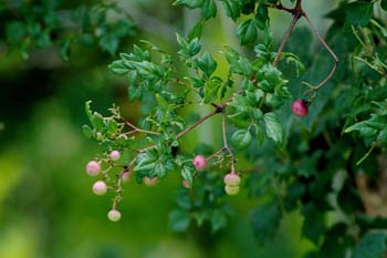 peppervine