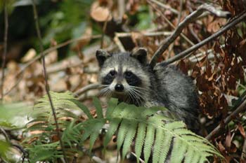 procyon lotor