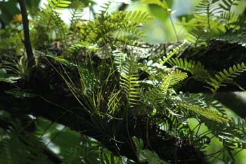 resurrection fern