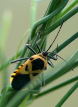 sephina
