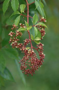 virginia creeper