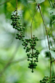 wild grape