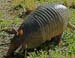 Armadillo