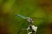 Blue Dasher