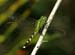 Eastern Pondhawk