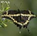 Giant Swallowtail