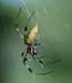 Golden_Silk_Orb_Weav#168605
