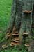 Shelf Fungus
