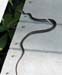 Southern Black Racer