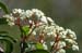 Walter's Viburnum