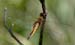 Wandering Glider