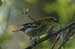 btgw