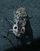 eyedclickbeetle