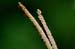 gamma