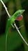 green anole