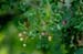 peppervine