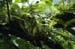 resurrection fern