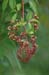 virginia creeper